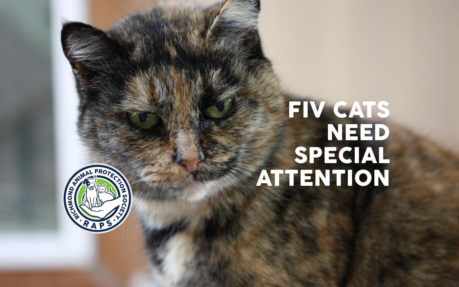 FIV cats need special attention Regional Animal Protection Society
