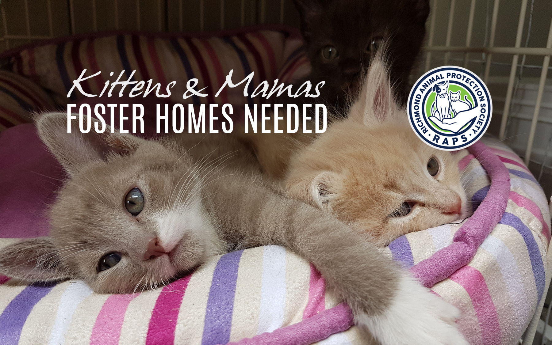 Spring’s sprung and we need foster homes for kittens and mamas