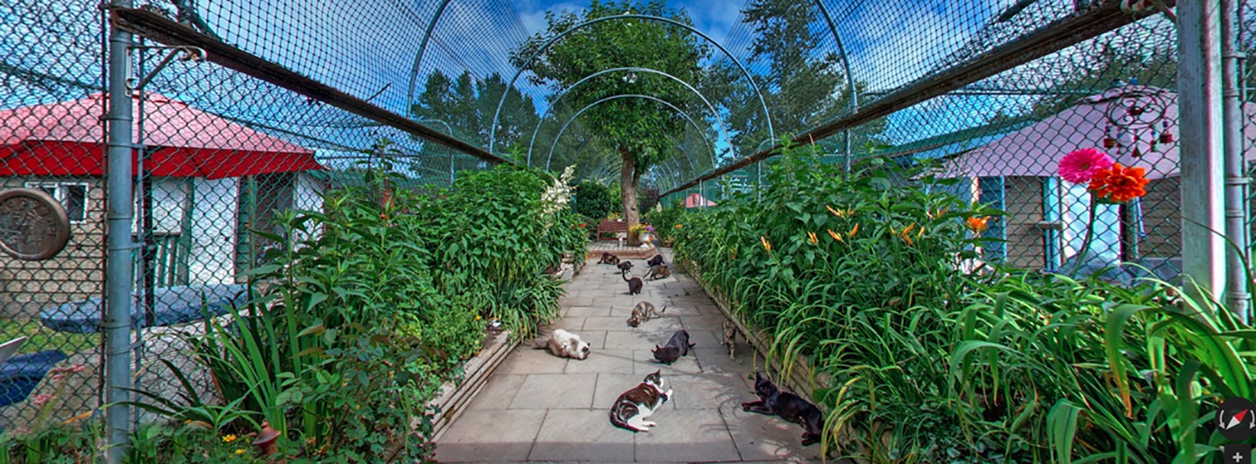 Cat Sanctuary Panorama
